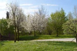 Lo spettacolo della natura in fiore